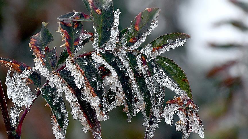 Meteorolojiden 5 il için zirai don uyarısı