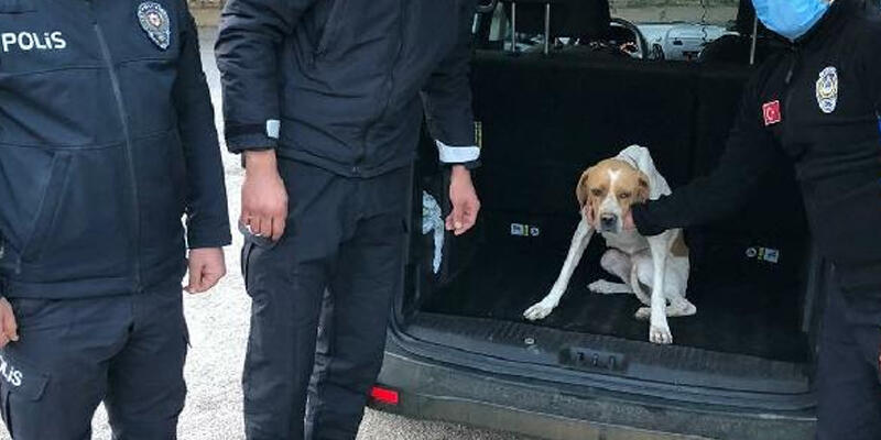 Sokak köpeğini sopayla döven kişi, gözaltında