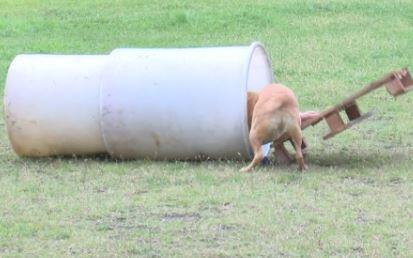 Yetenekli sokak köpeklerini zor görevler için eğitiyor | Video