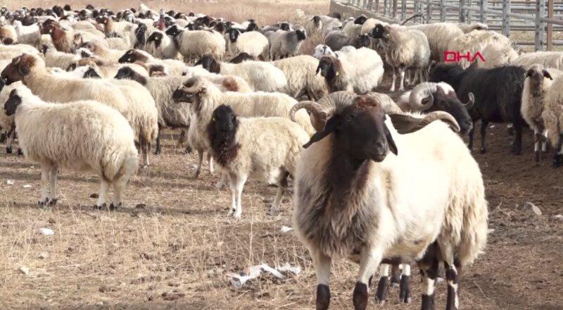 Dünyada sadece Van’da yetişiyor | Video