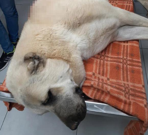 Kangal çoban köpeği 42 saçmayla yaralandı