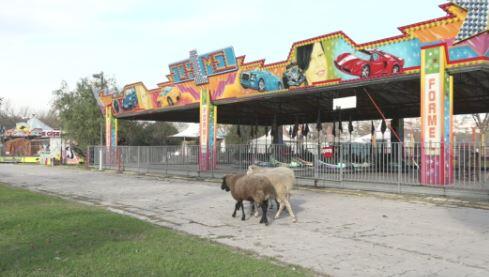 Lunapark koyunlara kaldı | Video