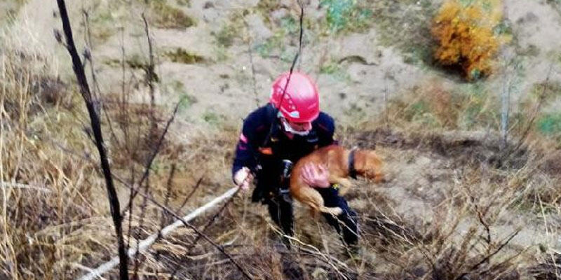 Yamaçta mahsur kalan köpeği itfaiye kurtardı