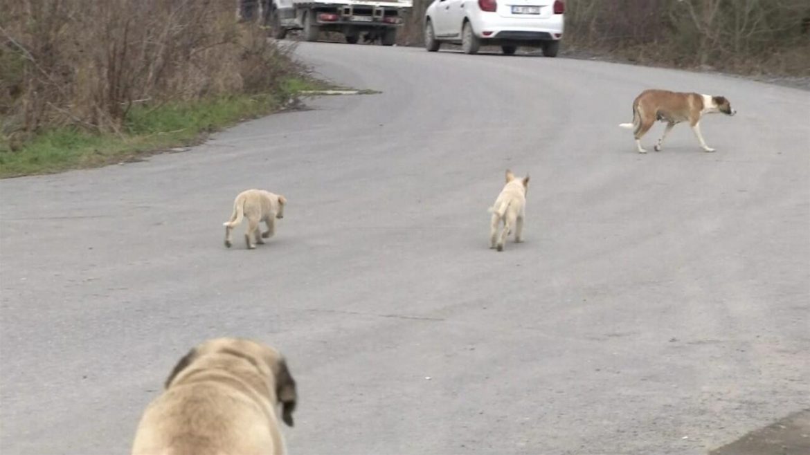 Sokak hayvanları unutulmadı