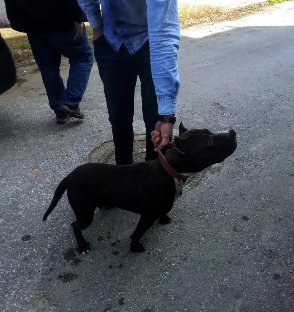 Pitbull gezdirdi, 10 bin lira ceza yedi