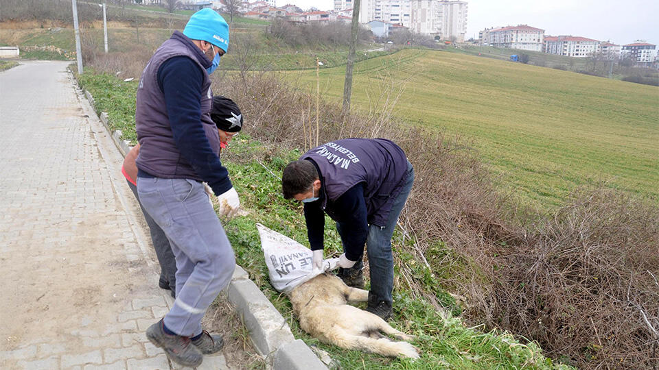 Tekirdağ’da köpeği eziyet ederek öldürdüler