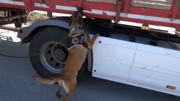 TIR’daki brandaya sarılı 32 kilo esrarı ‘Lucky’ buldu