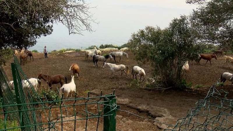 Kayıp atları alabilmek için başkanın çocuklarından yardım istemişler