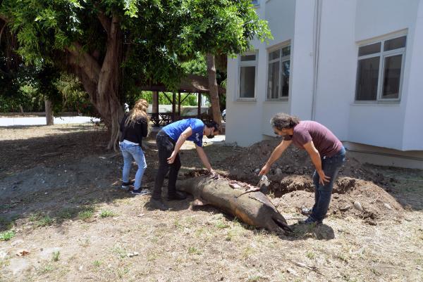 Mersin’de sahile ölü yunus vurdu