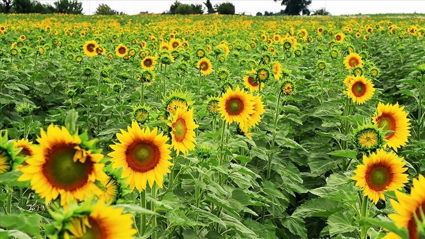 Trakya’da çiçeklenen ‘Sarı gelin’ farklı renk tonlarıyla büyülüyor